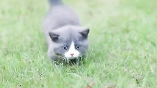 Cat loves baby