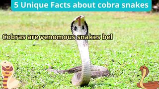 5 Unique Facts about cobra snakes