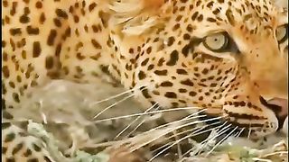 tiger vs monkey part 1