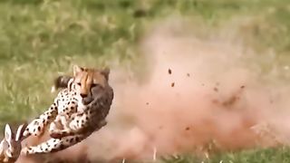 tiger vs monkey part 2