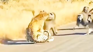 tiger vs monkey part 3