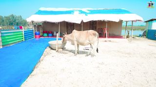 Watch the funny video and you will go crazy with laughter