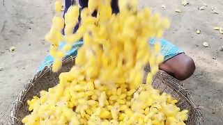 Amazing Silk Preparation Complete Process Using Silkworm