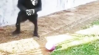 Funny Monkey Viral Video 75