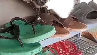 Nemo meet friend