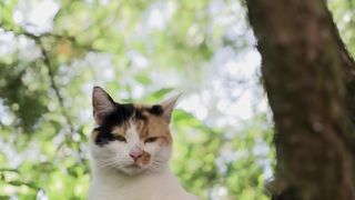 funny animals 64