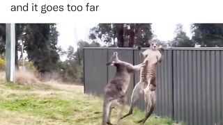 Funny videos 437