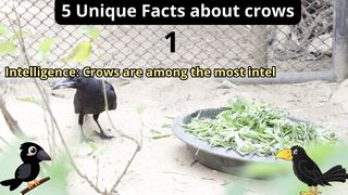 5 Unique Facts about crows