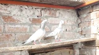 Beautiful pigeon breeder pair best flying gray lakha