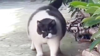 Kucing paling gemoy