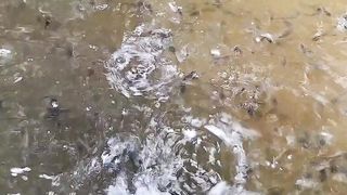 Penutup kolam itu fungsional