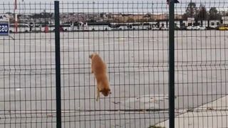 The crow helped the cat!