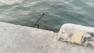 Ikan kecil dapat 4 ekor di laut