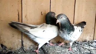 Kalsira kal dhuma breeder pair pigeon beautiful