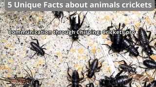5 Unique Facts about crickets