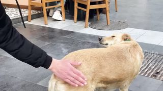 Dog video very funny