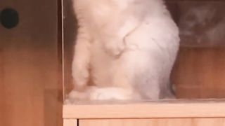 Entertanmint video very funny