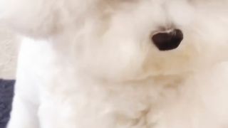 宠物