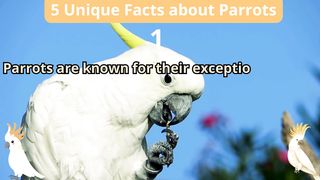 5 Unique Facts about parrots