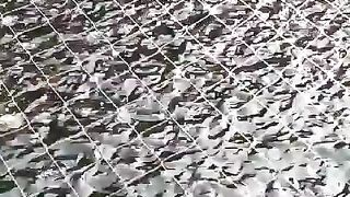 Saat ngasih makan lele terdengar suara burung pemangsa, makanya atas kolam dipasang jaring