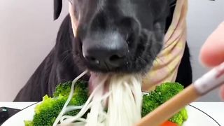 Dog goes veg