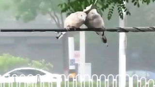 Bird Lovers