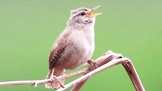 Bird Listen, let your soul be happy...