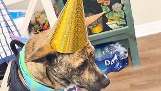 Birthday Blunders | "Missy's First Birthday MISHAP" - Cake Chaos Unleashed | FunFM