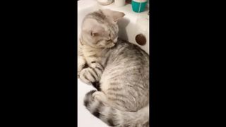 Funny Animals 42