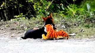 Prank Dog and Fake Tiger: Video of Dog Prank Versus Tiger