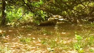 "Pranking Dog with Fake Lion & Tiger: Hilarious Prank Videos"