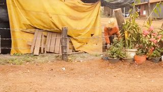 "Fake Lion Prank: Big Fake Lion vs. Real Dogs, Hilariously Funny!"