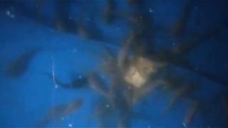 Pemberian pasta pada larva lele yang baru lepas casut