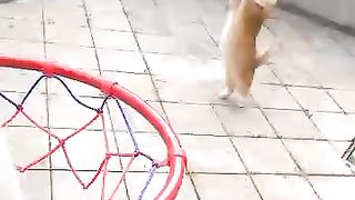 cat playing basketball