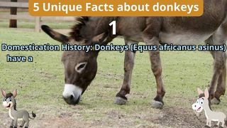5 Unique Facts about donkeys