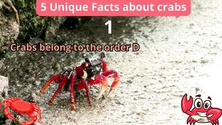 5 Unique Facts about crabs