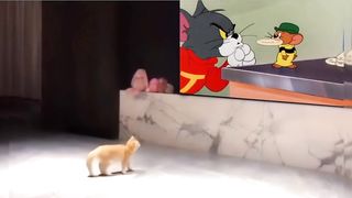Cat and Tom