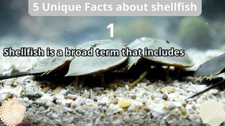 5 Unique Facts about shellfish