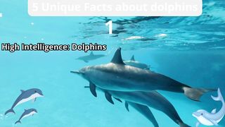 5 Unique Facts about dolphins