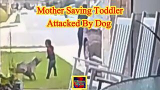 Video captures mother saving toddler attacked by dog