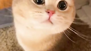 Cute little kitten wakes you up