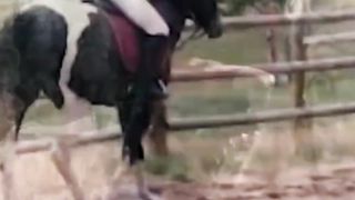 Best Horse Breeds For Trail Riding-1