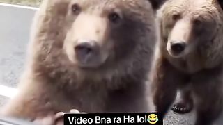 Funny Panda Viral Video 7