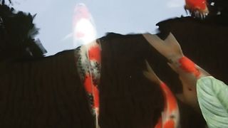 Ikan koi 2
