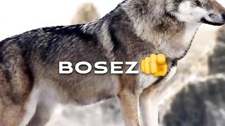 Bori bori