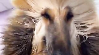 Приколы с животными 2022г смешные животные.