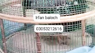 Black partridge for sale