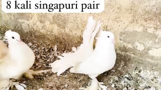 8 Kali Singapore pigeon for sale