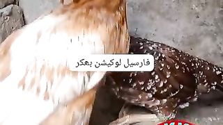 Aseel hens for sale