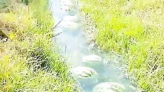 Water melon 3
